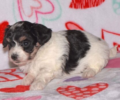 (Marti, Weiblich )  Yorkipoo Welpen kaufen – Bild 3