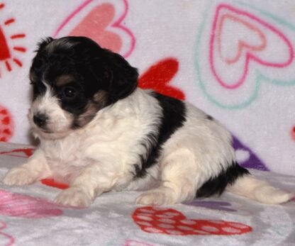 (Marti, Weiblich )  Yorkipoo Welpen kaufen