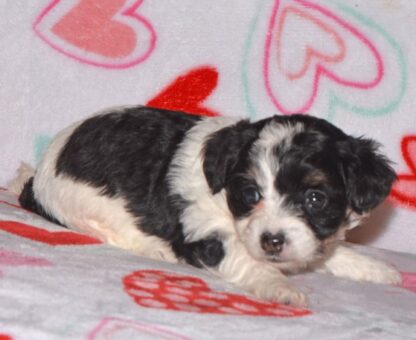 (MANDY, Weiblich )  Yorkipoo Welpen kaufen – Bild 3