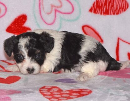 (MANDY, Weiblich )  Yorkipoo Welpen kaufen