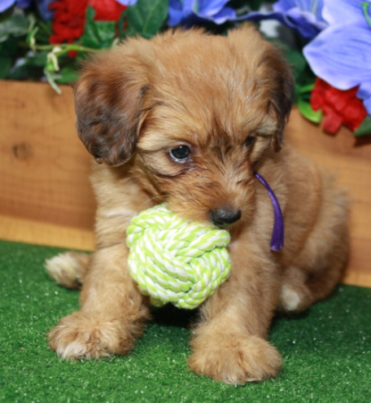 (Anita, Weiblich) Aussiedoodle welpe kaufen – Bild 2