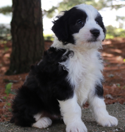 (Clyde, Männlich) Aussiedoodle welpe kaufen – Bild 2