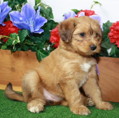 Aussiedoodle kaufen