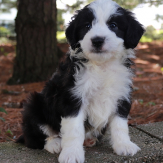 Aussiedoodle welpe