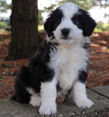 Aussiedoodle welpe